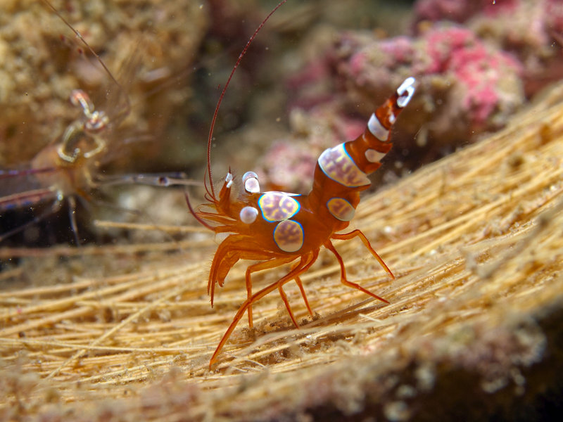 Shrimp, Nudibranch City
